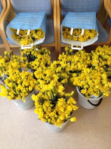 Tusentals påskliljor redo att delas ut under Påskliljekampanjen. 