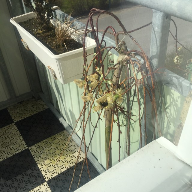 Våren har kommit till Trelleborg. Årets första humla är ute och kollar läget på min balkong.