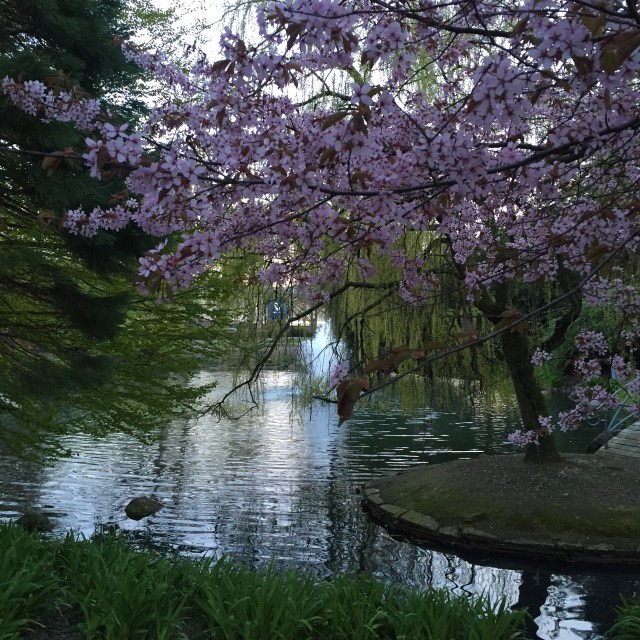 Vackert om våren i Stadsparken i Trelleborg