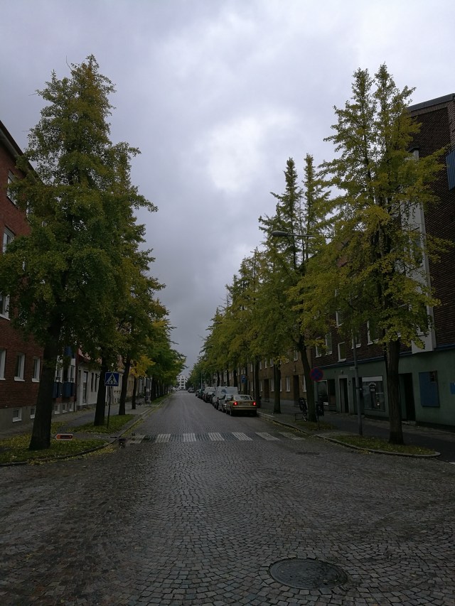 Allé med gingkoträd