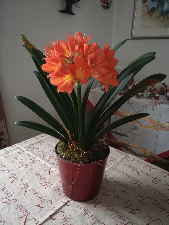 Årets julblomma i full blom 